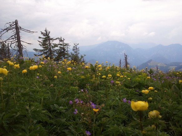 Blumenwiese in Gipfelnähe