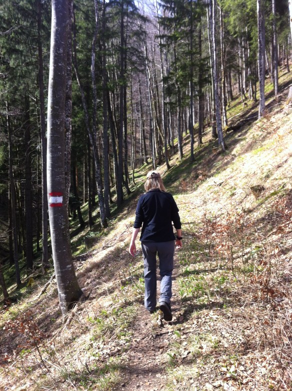 Waldsteig zum Sonnkogel