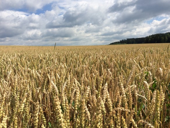 Felder kurz nach Allhut